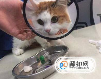 猫咪绝育的注意事项