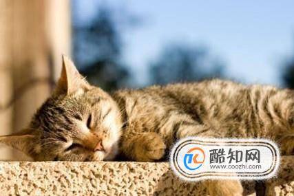 猫咪掉毛一块一块的猫咪一块一块掉毛