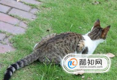 如何抓到一只小野猫