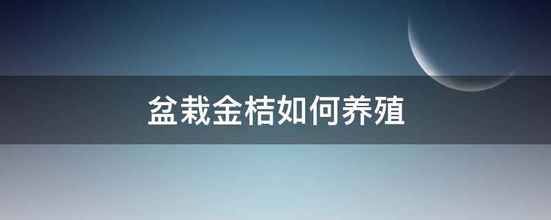 盆栽金桔如何养殖