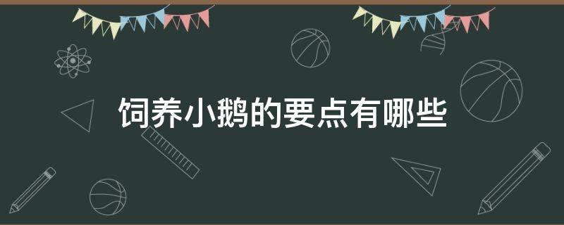 饲养小鹅的要点有哪些