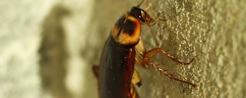 蟑螂留下的黑点是什么-墨子百科 蟑螂留下的黑点是什么