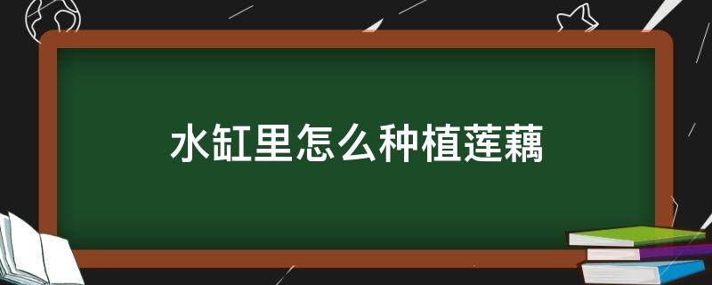 水缸里怎么种植莲藕