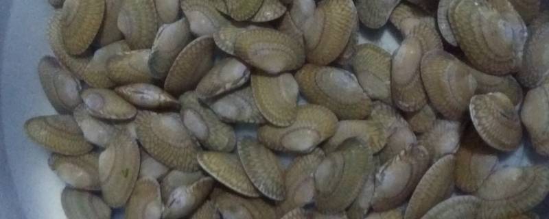 贝类怎么炒-墨子百科 贝类怎么炒