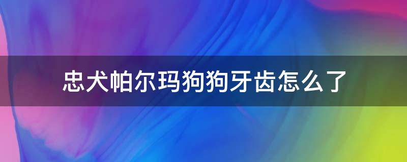 忠犬帕尔玛狗狗牙齿怎么了