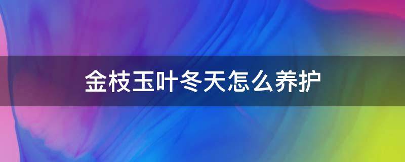 金枝玉叶冬天怎么养护