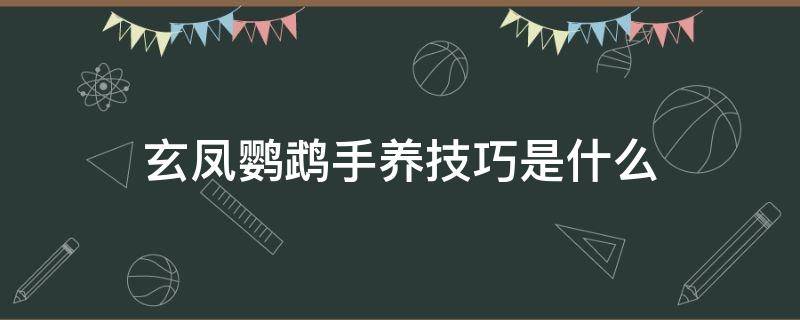 玄凤鹦鹉手养技巧是什么