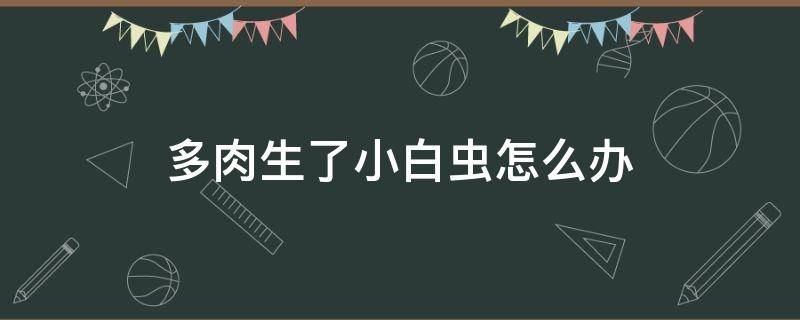 多肉生了小白虫怎么办