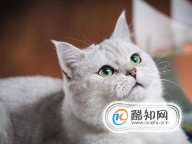 去除猫身上虱子的方法