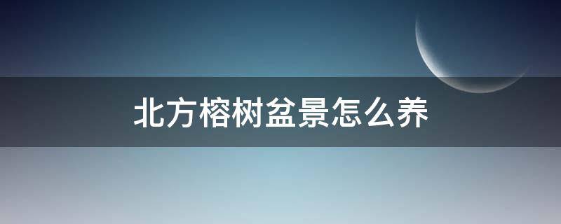 北方榕树盆景怎么养