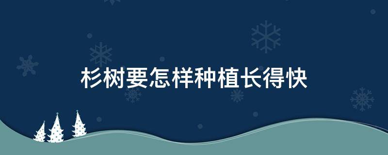 杉树要怎样种植长得快