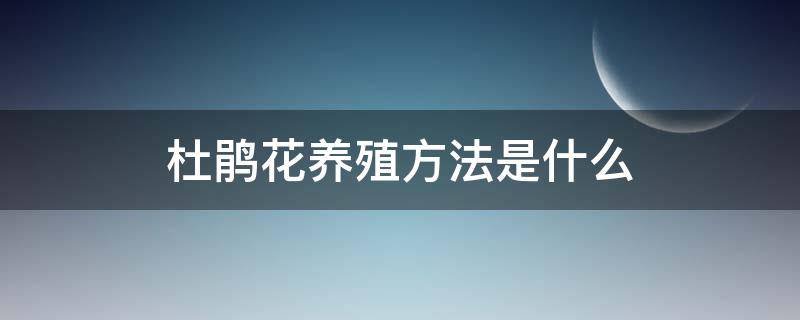 杜鹃花养殖方法是什么