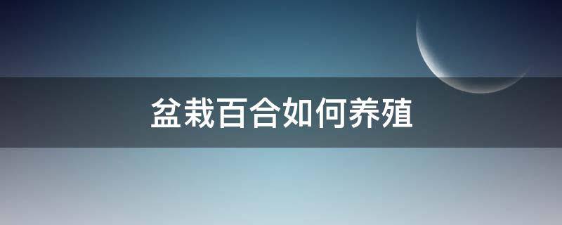 盆栽百合如何养殖