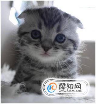 猫耳螨要治多久能好小猫耳螨几天能好-墨子百科 猫耳螨要治多久能好小猫耳螨几天能好