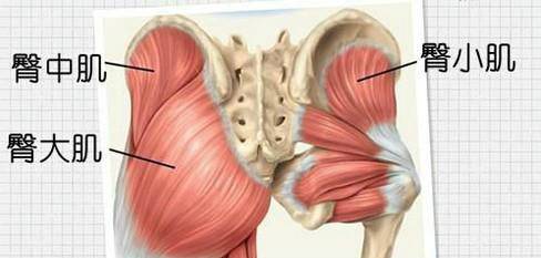 臀大肌训练方法及注意事项