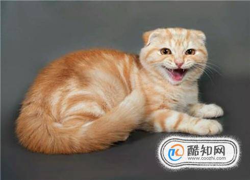 母猫闹猫什么症状母猫闹猫了怎么缓解