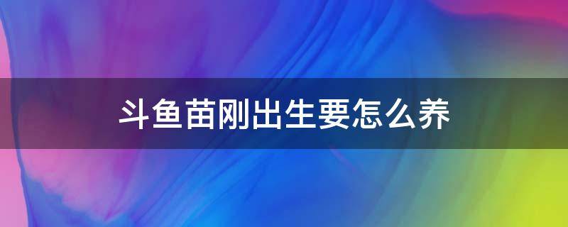 斗鱼苗刚出生要怎么养