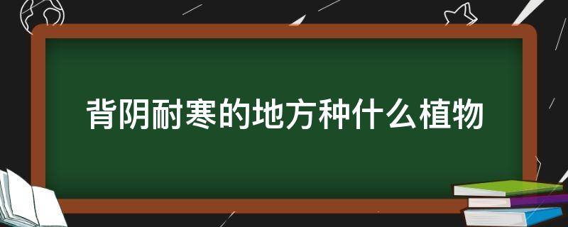 背阴耐寒的地方种什么植物