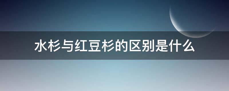 水杉与红豆杉的区别是什么