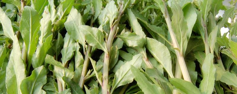 枸杞菜怎么炒-墨子百科 枸杞菜怎么炒