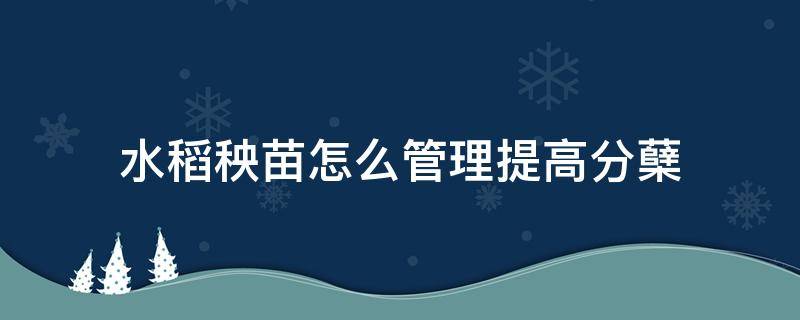 水稻秧苗怎么管理提高分蘖