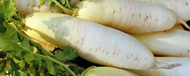 白萝卜条怎么炒-墨子百科 白萝卜条怎么炒