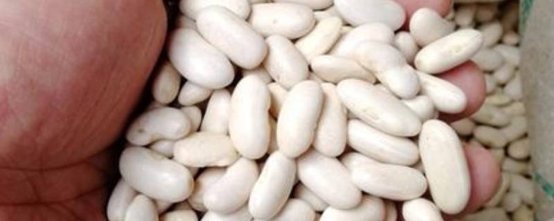 白芸豆怎么炒-墨子百科 白芸豆怎么炒
