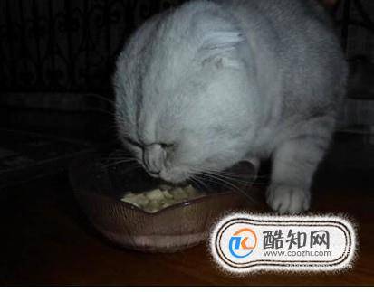 如何判断猫咪饮水量以及怎样让猫咪多喝水