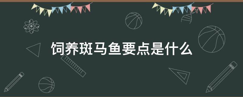 饲养斑马鱼要点是什么