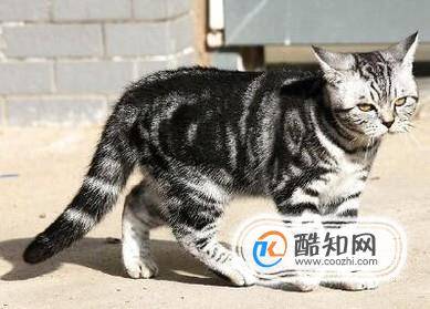 狸花猫和虎斑猫的区别