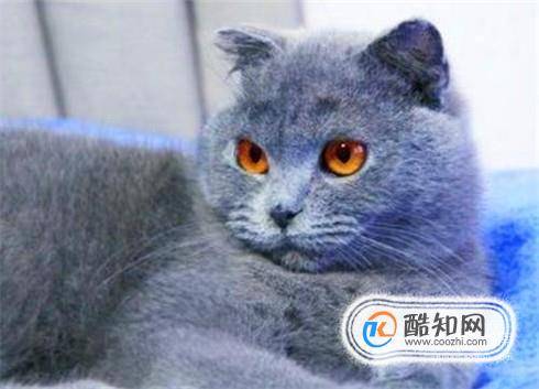 怎么训练猫不咬人