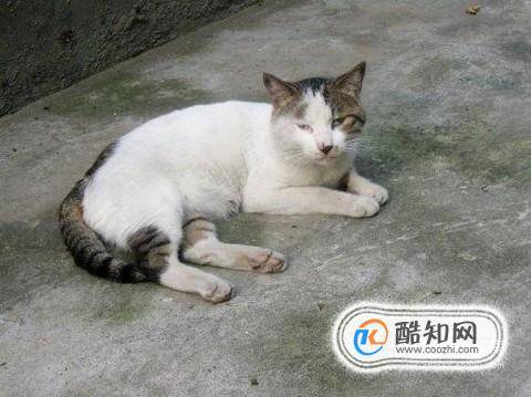 猫咪老是舔屁股怎么回事如何给猫咪预防寄生虫