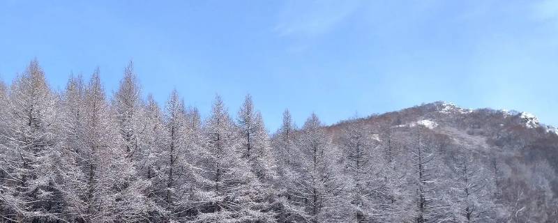 林海雪原第十五篇主要内容怎么写