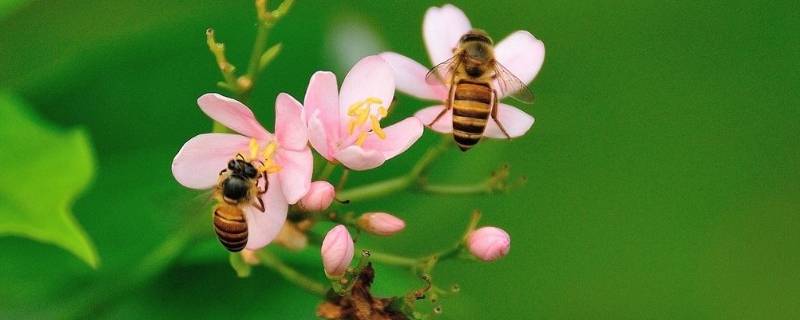 蜜蜂怎么辨别气味