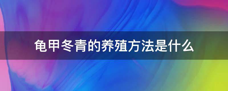 龟甲冬青的养殖方法是什么