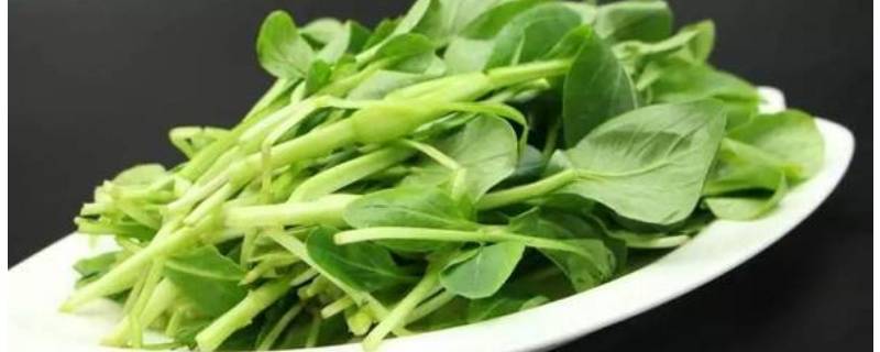 鸡毛菜怎么炒-墨子百科 鸡毛菜怎么炒