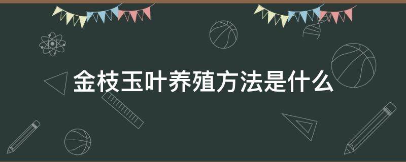 金枝玉叶养殖方法是什么