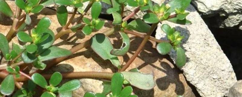 马生菜蒸包子的做法-墨子百科 马生菜蒸包子的做法