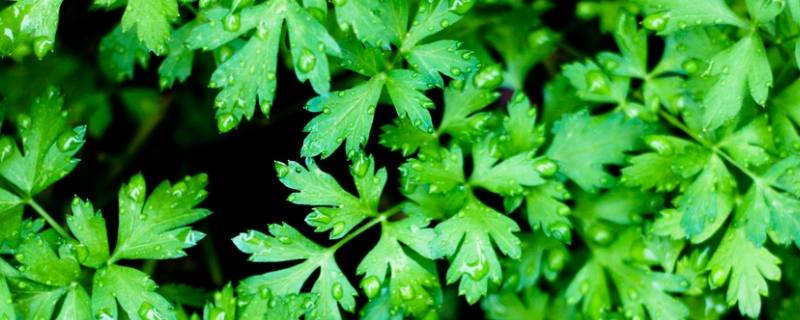 欧芹怎么吃-墨子百科 欧芹怎么吃