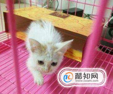 刚买回一只小猫一直叫怎么回事要怎么弄