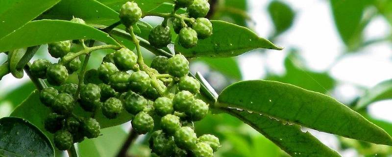 青花椒油怎么做又麻又香-墨子百科 青花椒油怎么做又麻又香