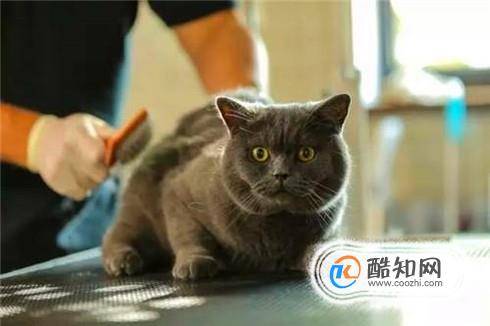 怎么除掉猫身上的跳蚤