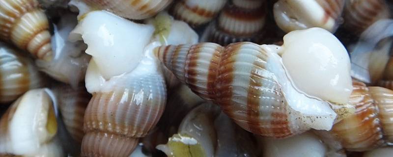 海螺丝怎么炒-墨子百科 海螺丝怎么炒