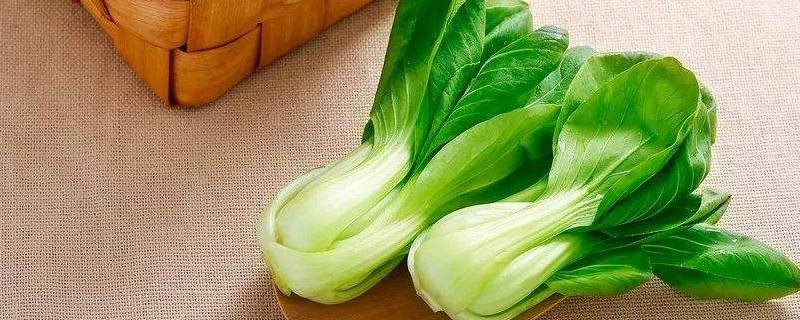 青菜有哪些品种-墨子百科 青菜有哪些品种