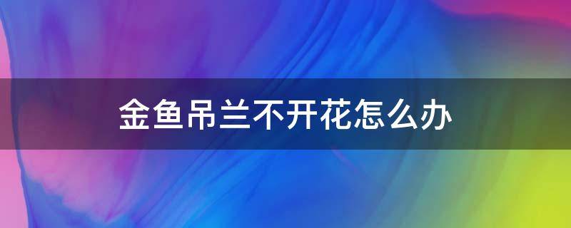 金鱼吊兰不开花怎么办