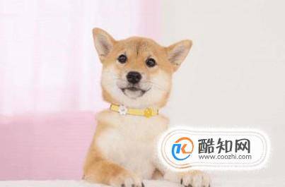 如何养好一只柴犬