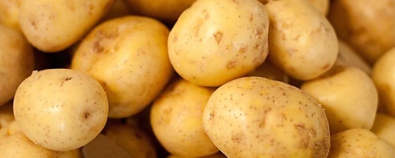 土豆长期保存方法一年-墨子百科 土豆长期保存方法一年