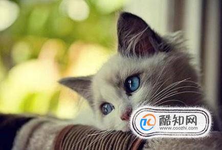 猫咪消化不良怎么办猫咪消化不良吃什么