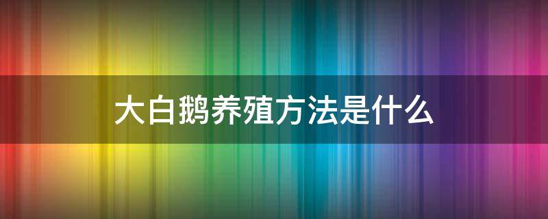 大白鹅养殖方法是什么