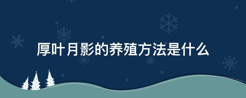 厚叶月影的养殖方法是什么